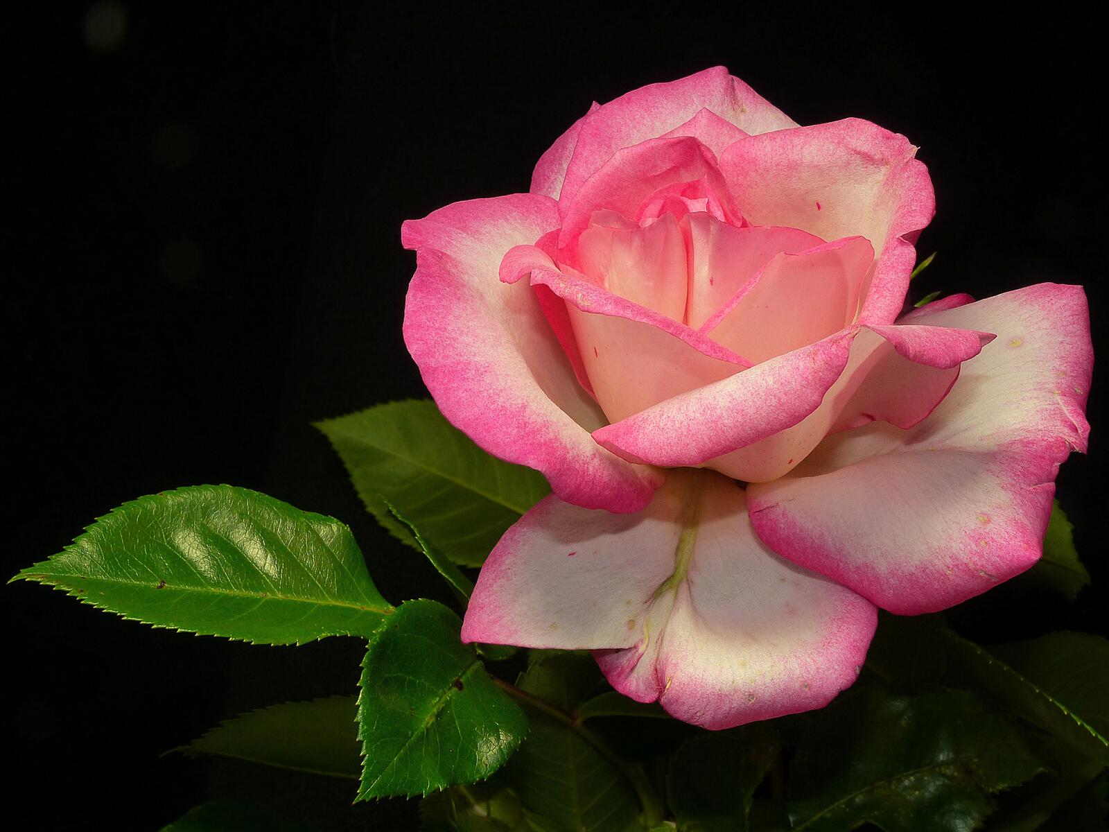 Обои флора роза красивая на рабочий стол