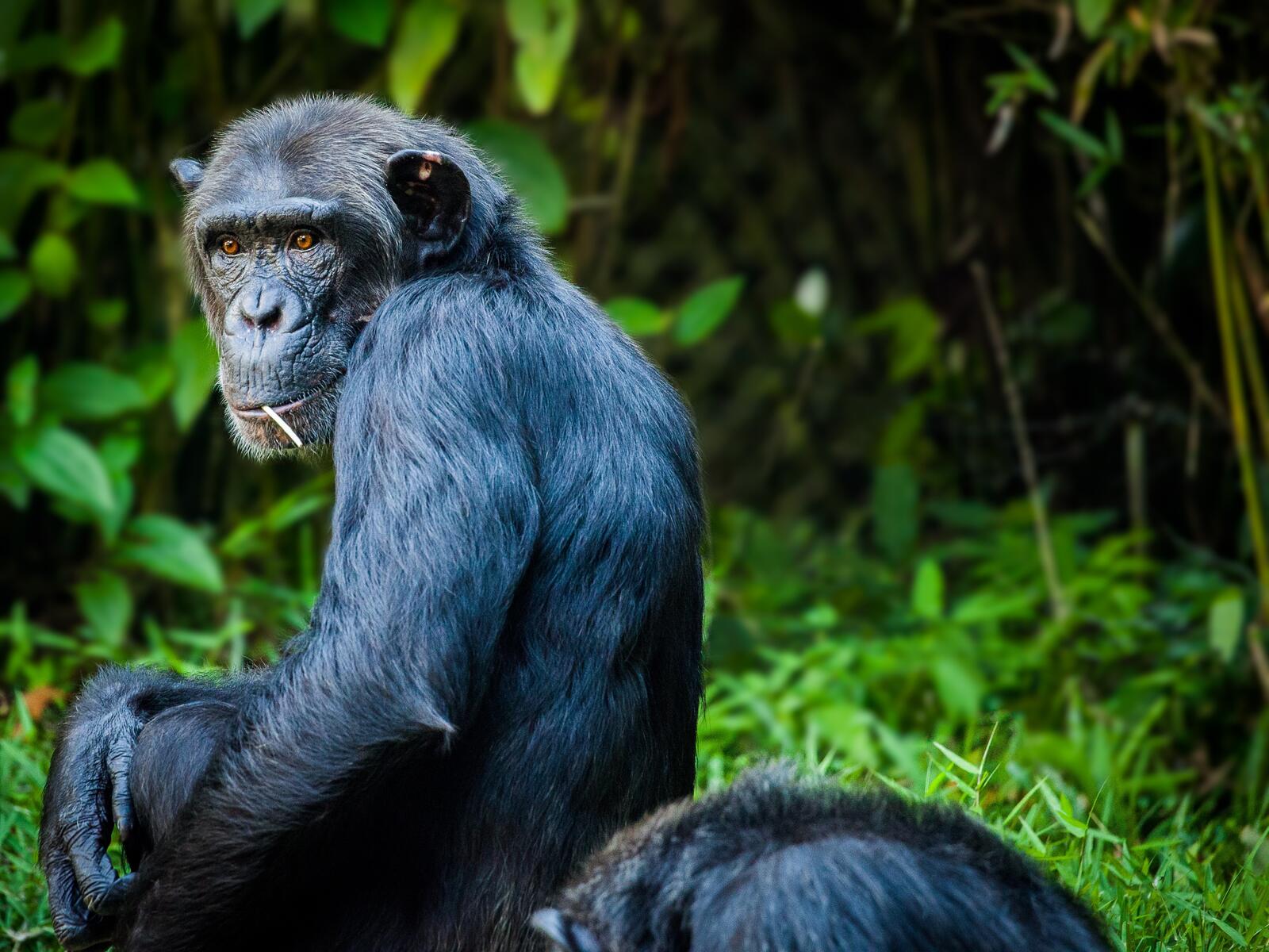Бесплатное фото Шимпанзе обернулась на зрителя