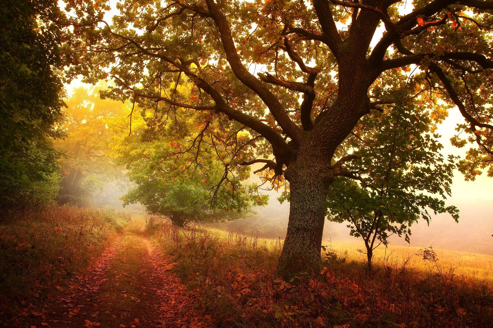Бесплатное фото Деревенская дорога в осеннем лесу