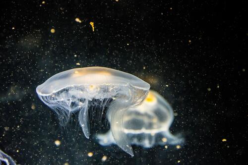 медузы подводный астрономический объект
