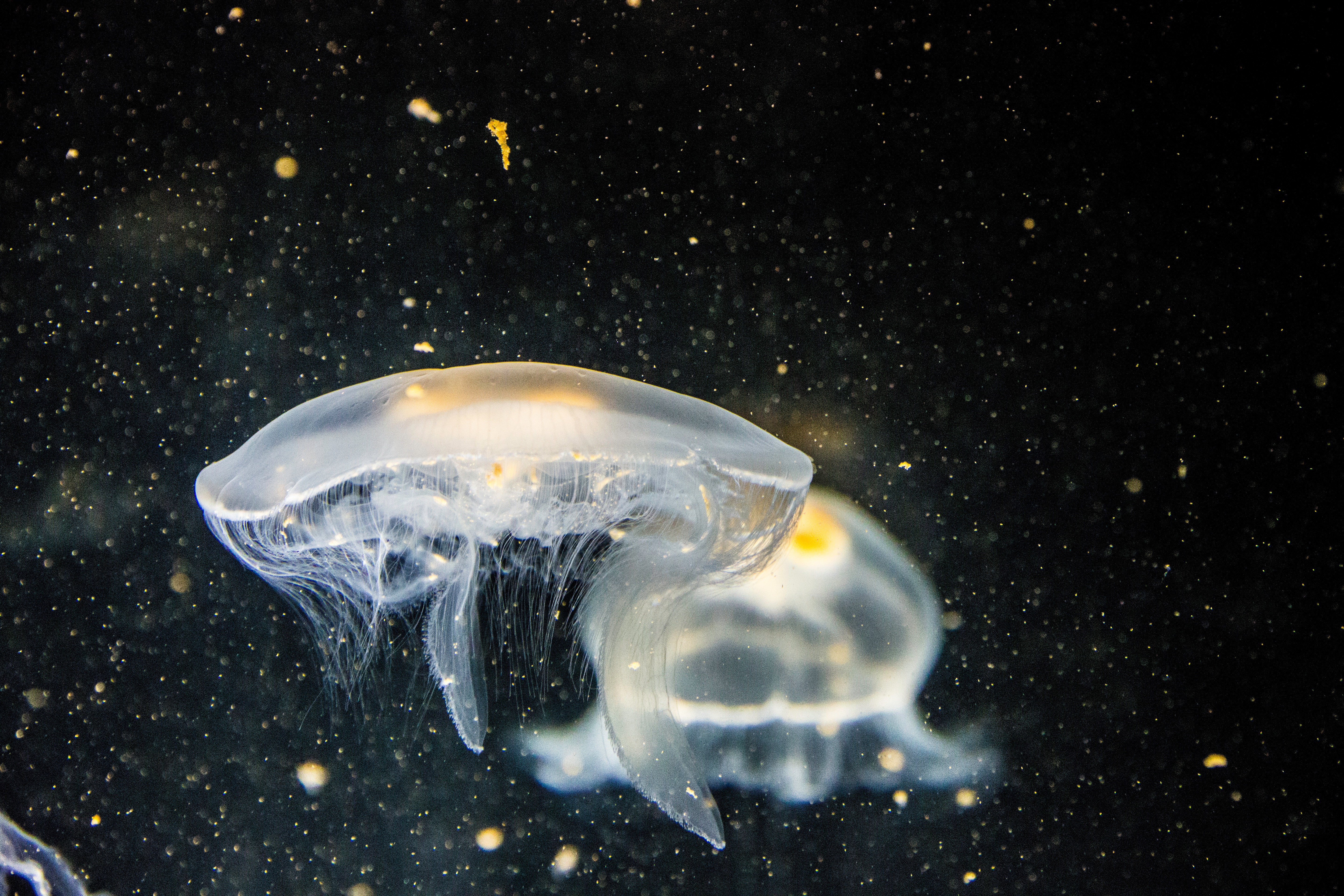 Wallpapers jellyfish underwater astronomical object on the desktop