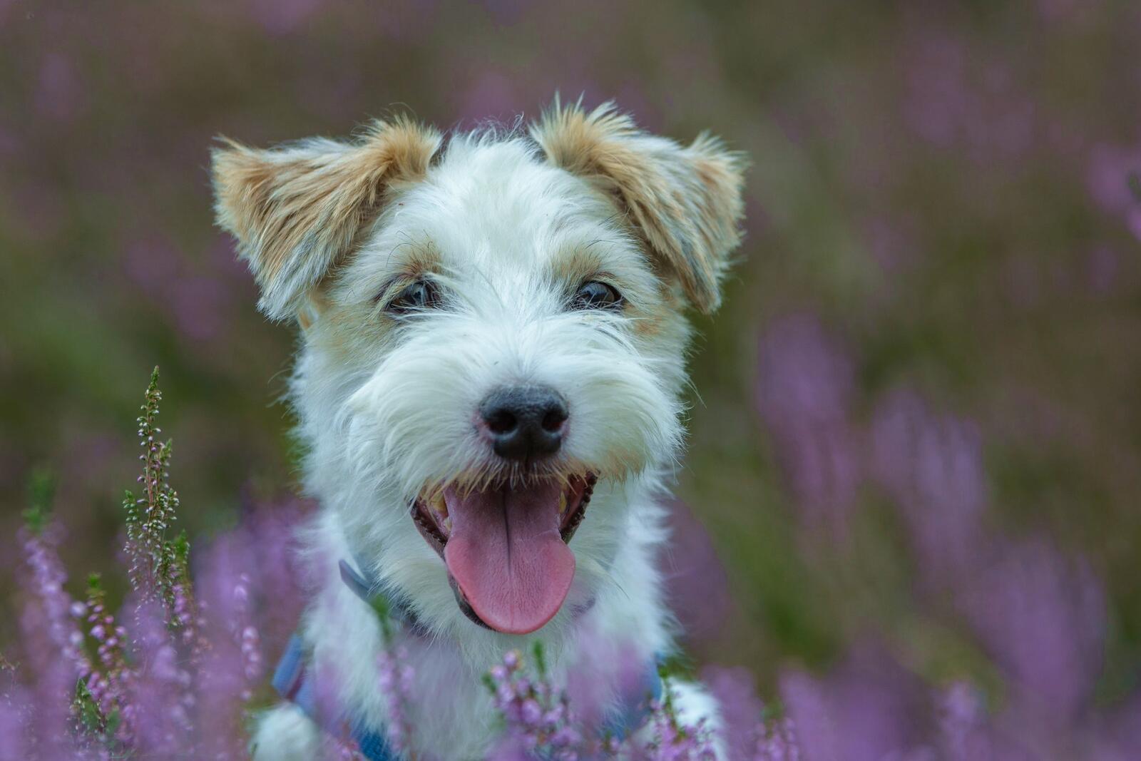 Wallpapers cute dog wallpaper jack russell terrier dogs on the desktop