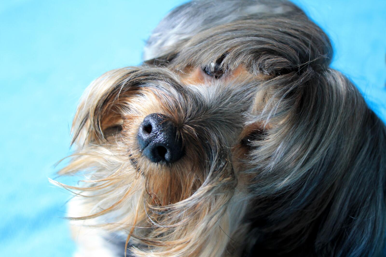 Free photo A Yorkshire terrier looks at the photographer