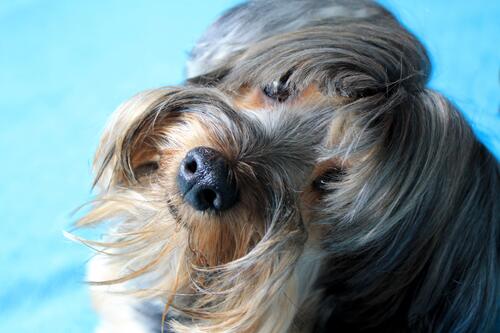 A Yorkshire terrier looks at the photographer