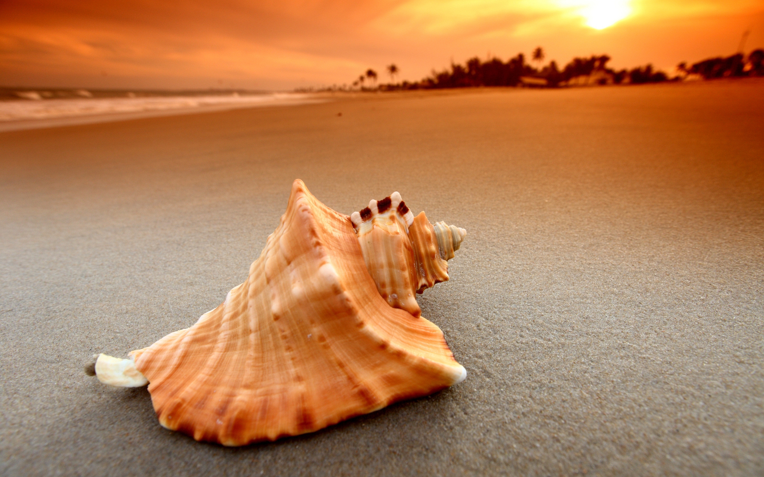 Ракушка на песчаном пляжу на закате
