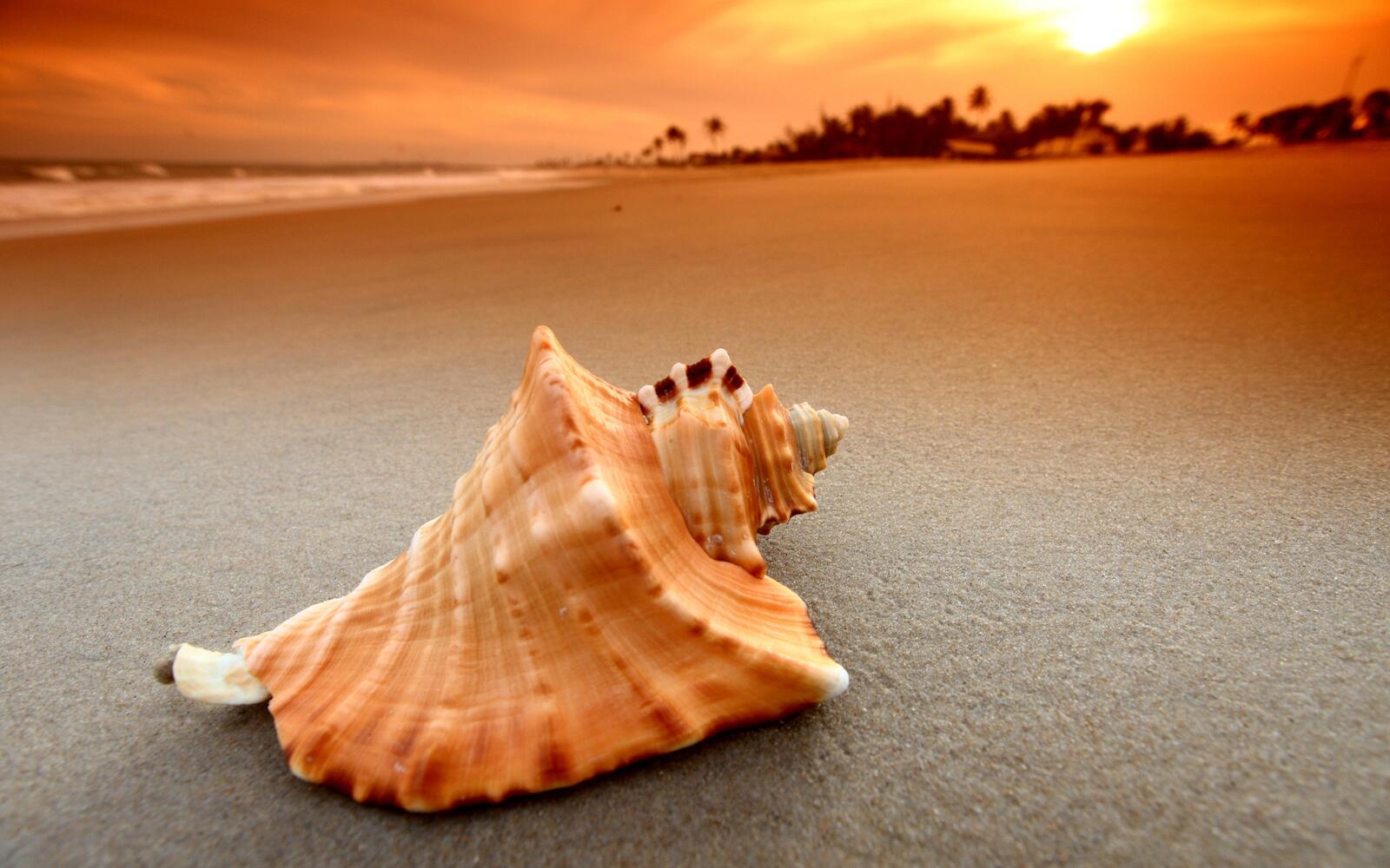 Free photo A seashell on a sandy beach at sunset