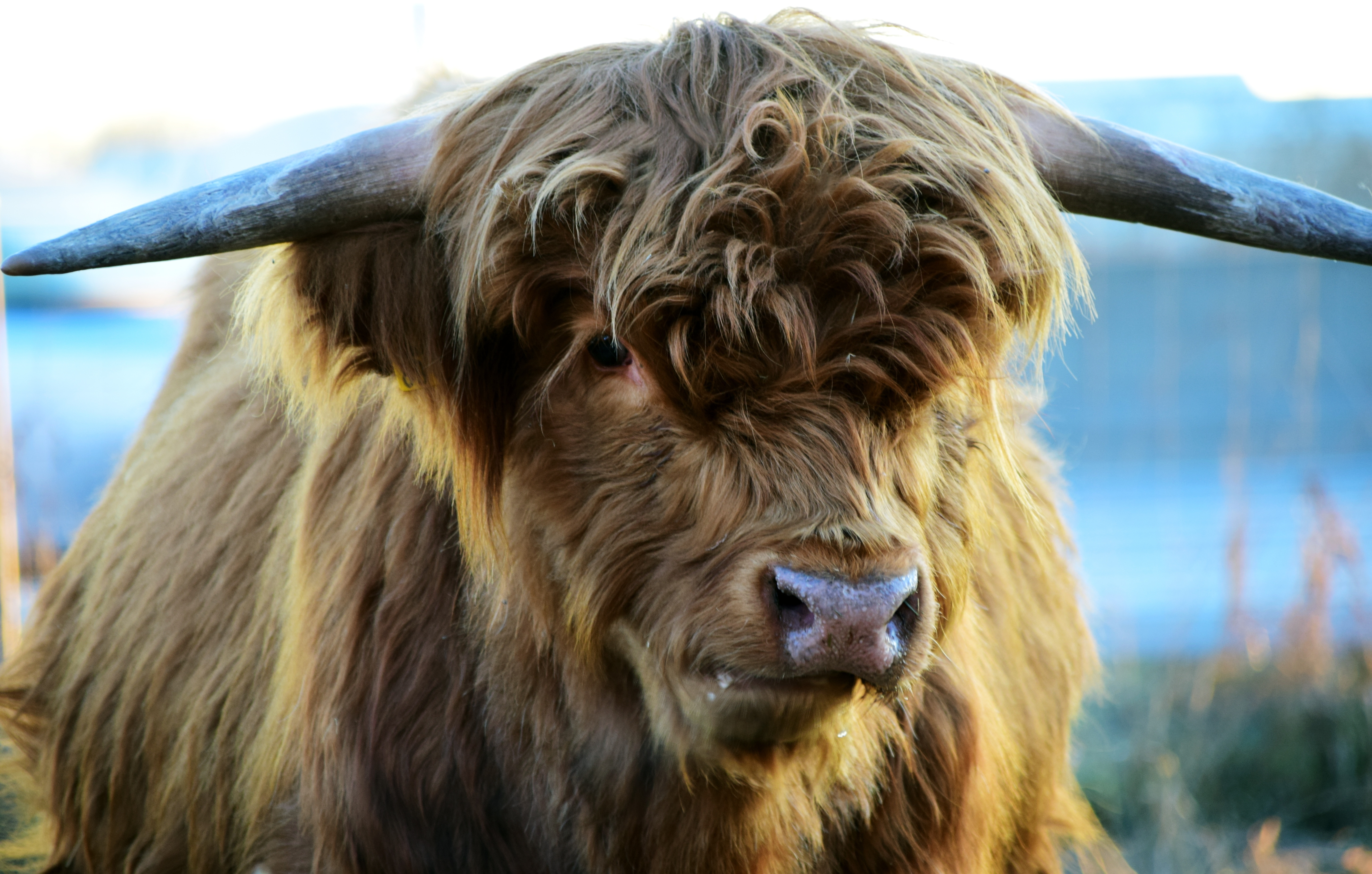 Фото бесплатно Хайленд, крупный рогатый скот, шерсть