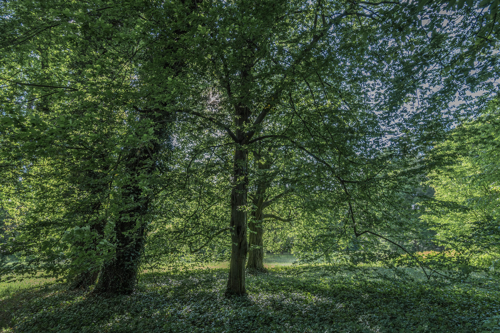 Фото бесплатно зеленые листья, лето, деревья