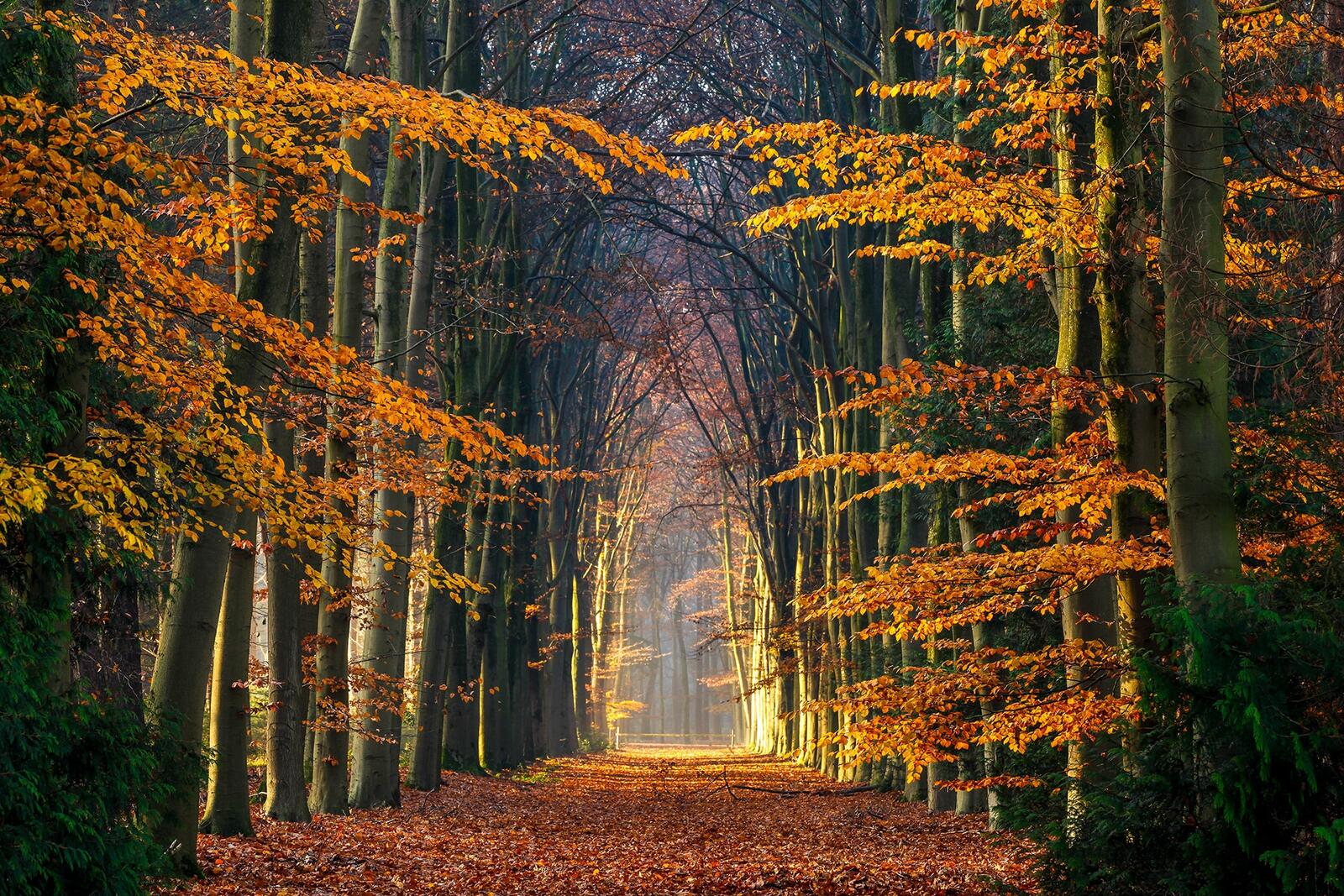 Wallpapers autumn leaves trees alley on the desktop