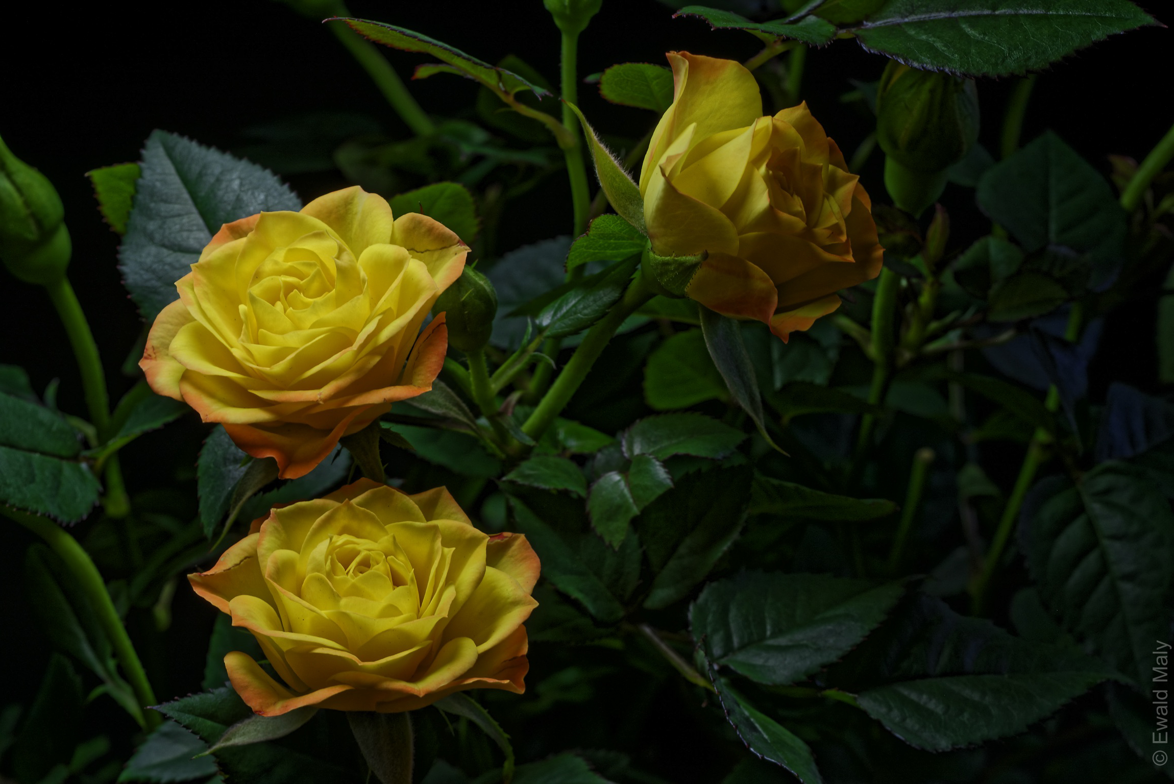 Photo free roses, rose bushes, flowers