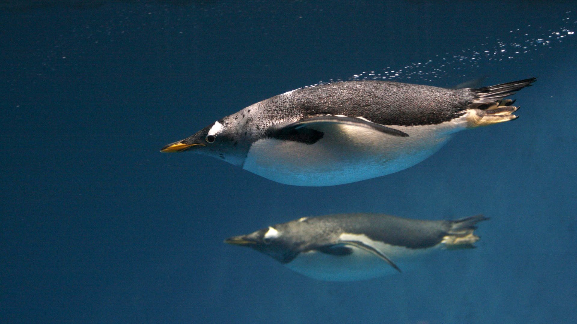 Фото бесплатно птицы, пингвины, животные