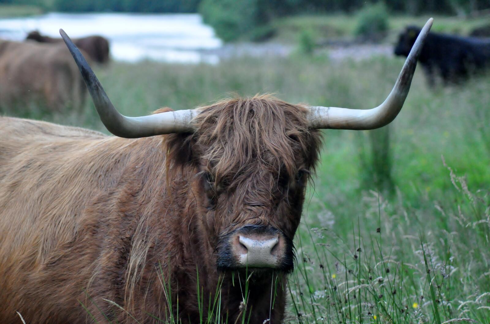 免费照片一种被称为牦牛的有蹄动物