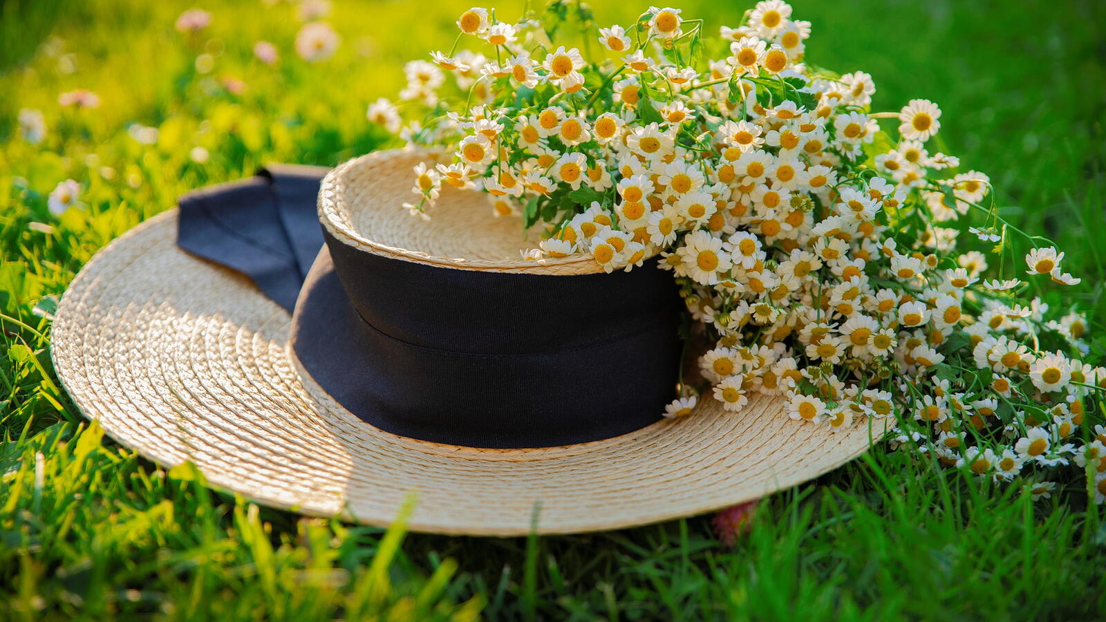 桌面上的壁纸帽子 草地 鲜花