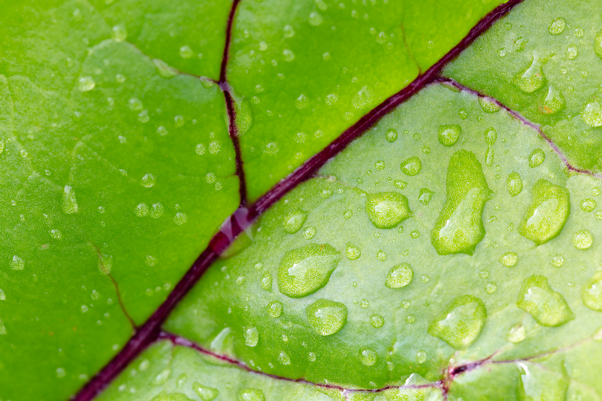 Free photo Leaf closeup