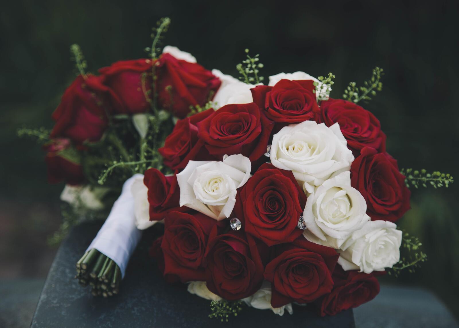 Обои красные белые розы на рабочий стол