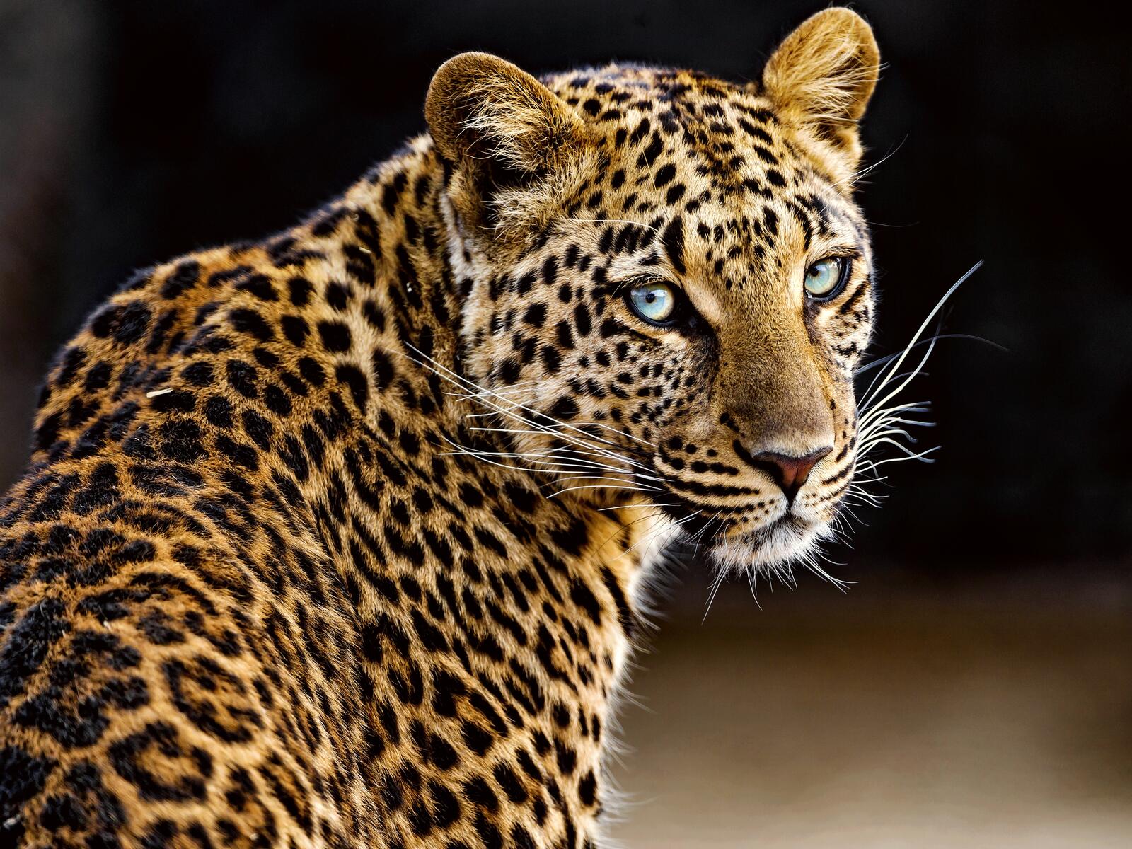 Обои леопард красивые глаза большие кошки на рабочий стол