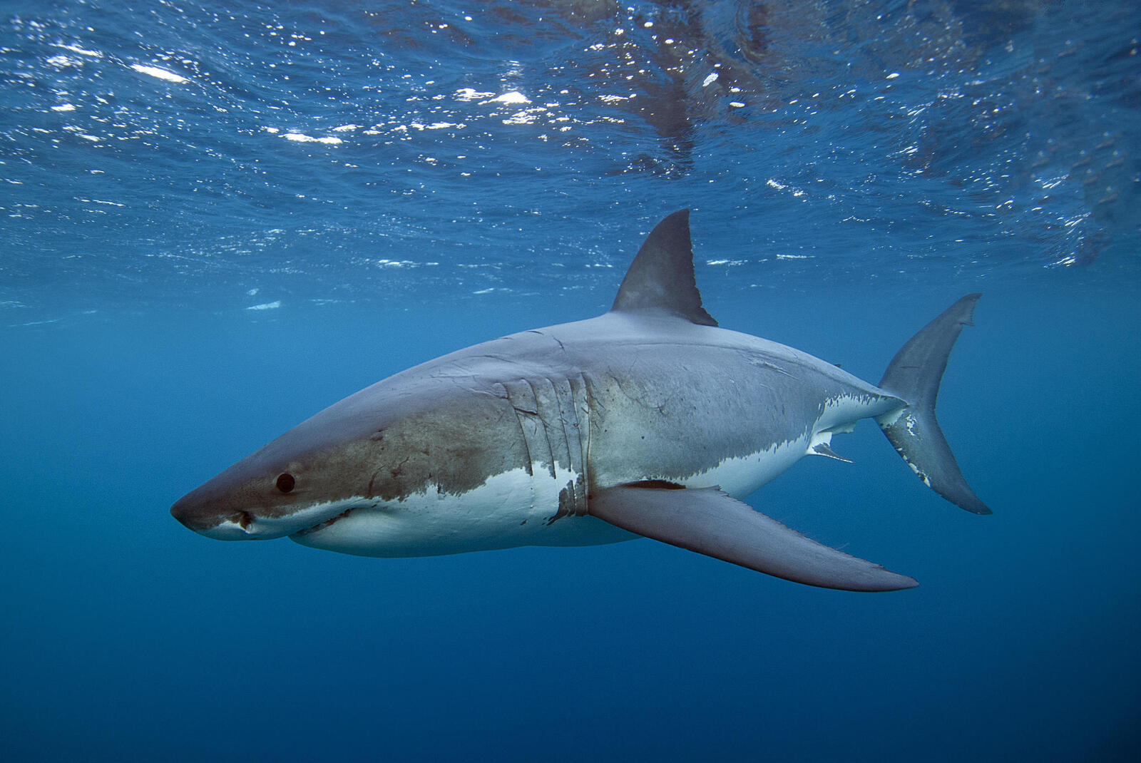 Обои подводный мир акулы вода на рабочий стол