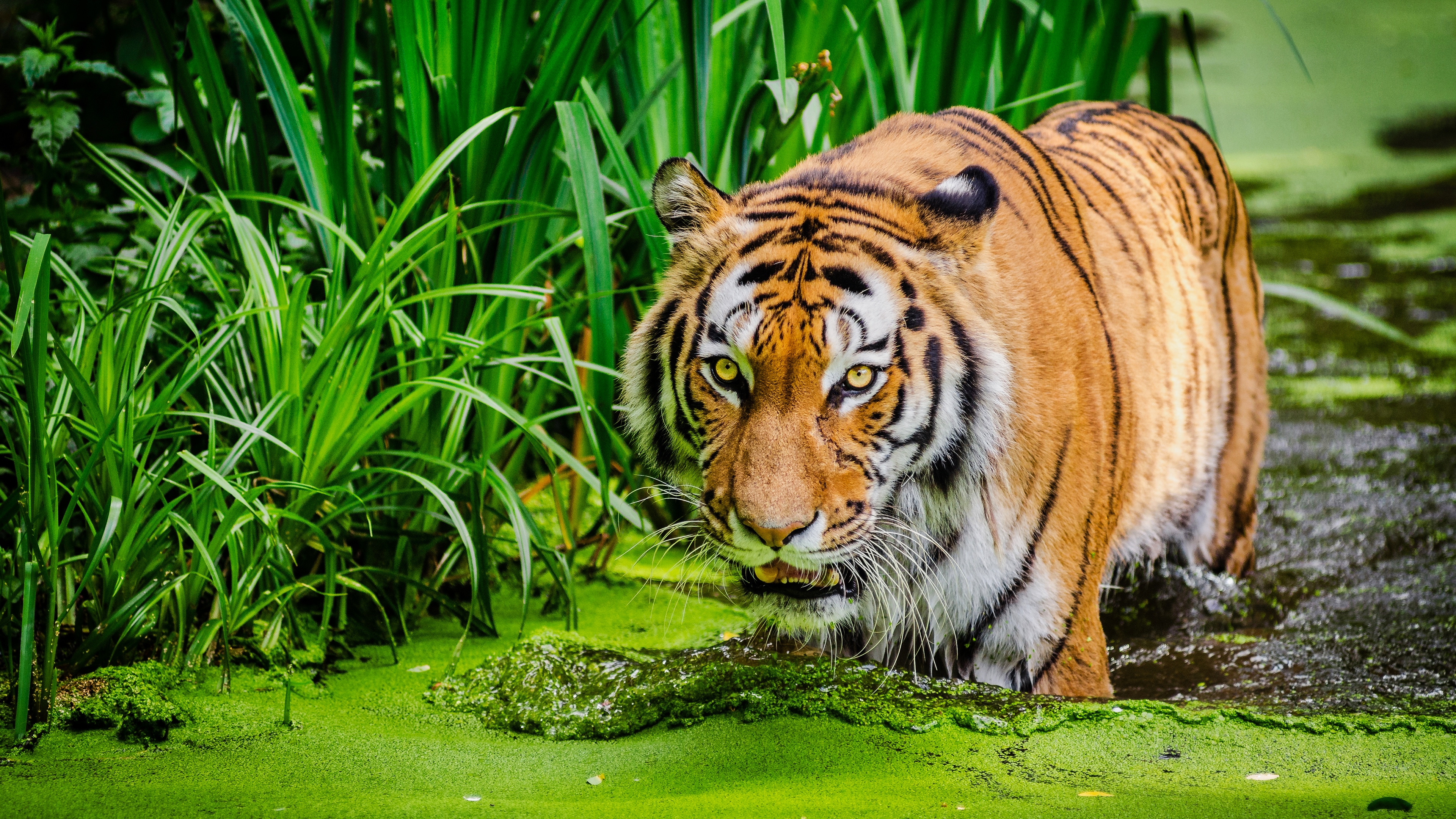 Wallpapers Siberian tiger predator big cats on the desktop