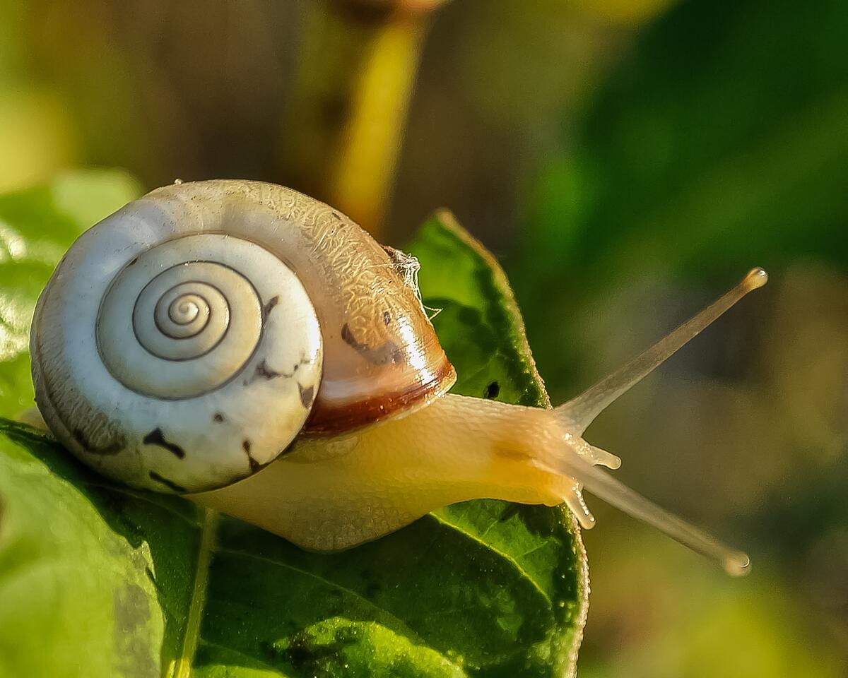 A close-up of a land snail.