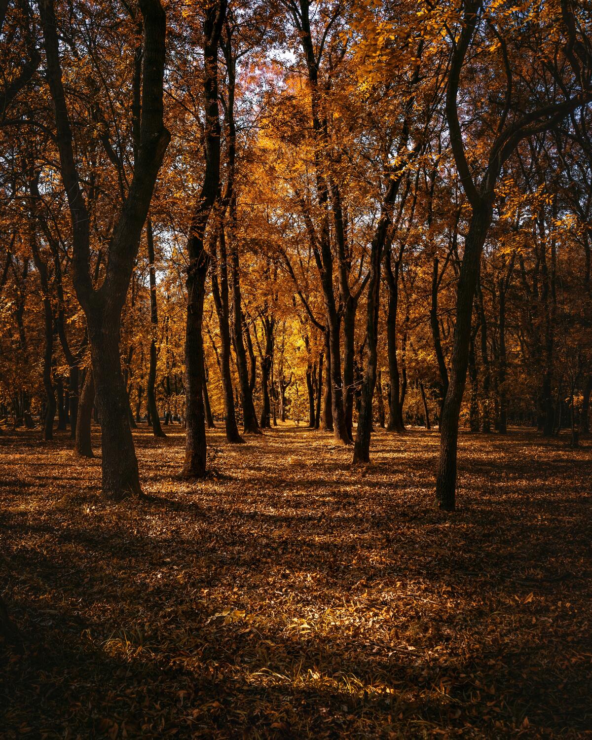 A walk along the fall path