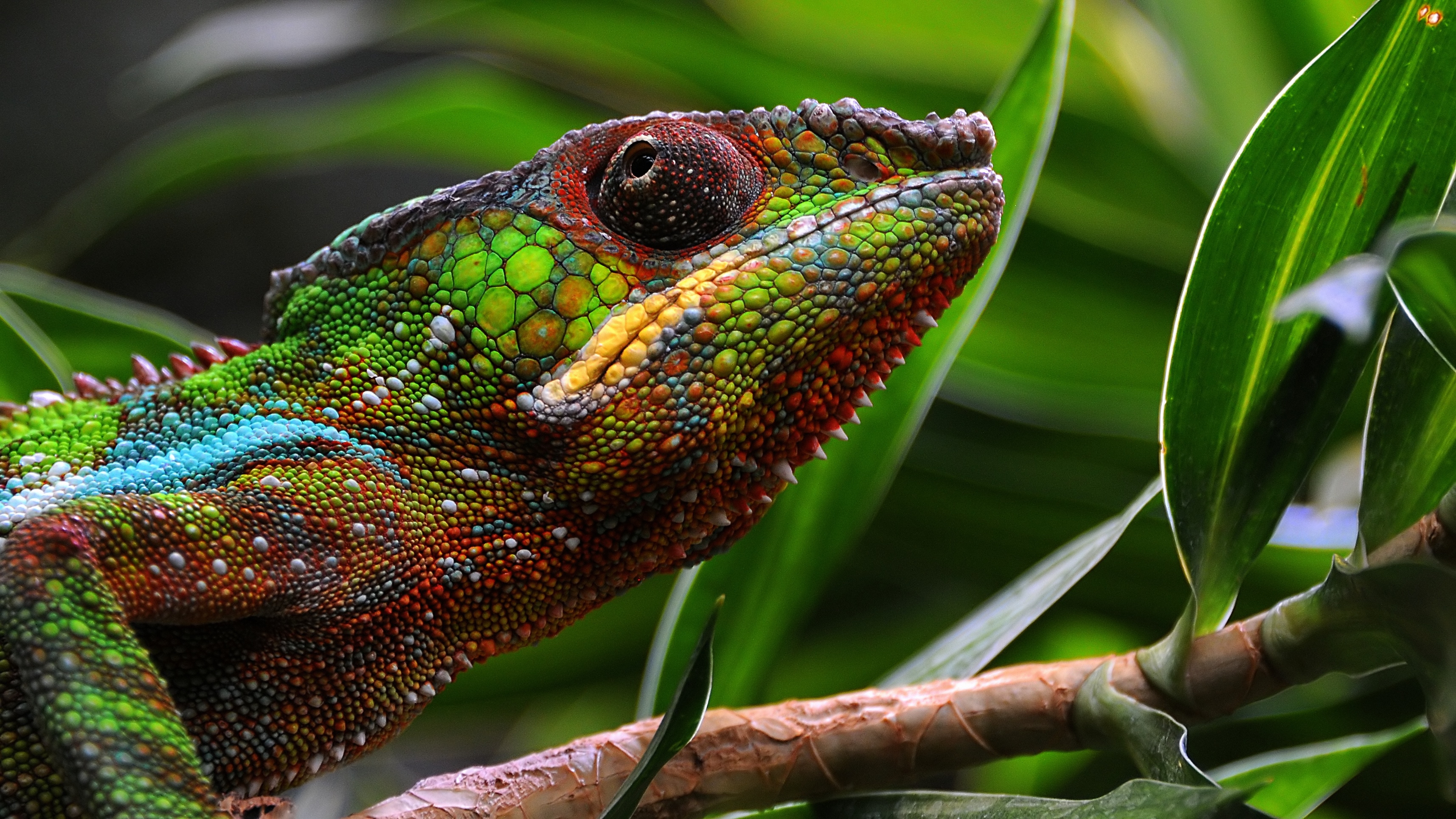 Wallpapers chameleon green lizard on the desktop