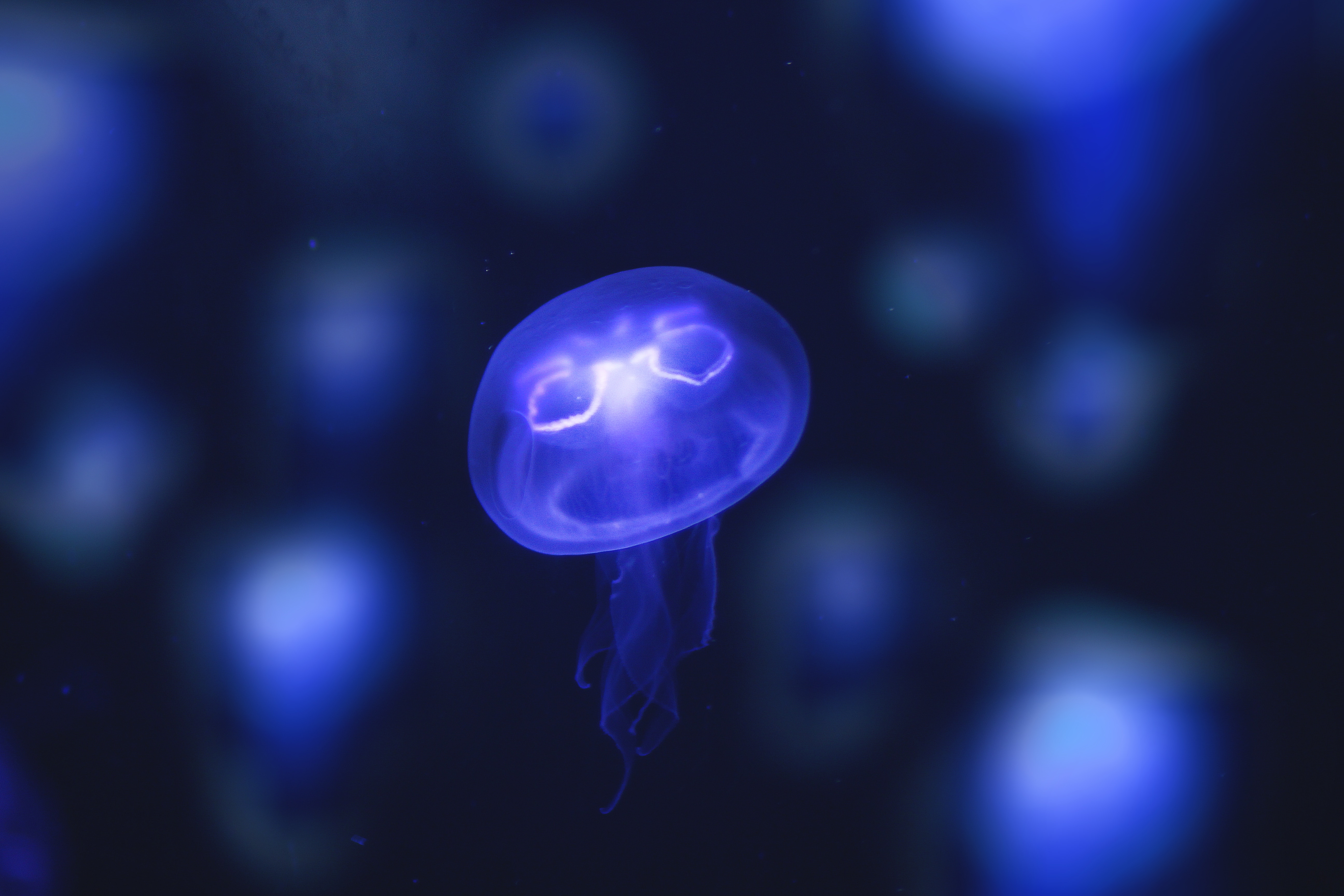 Фото бесплатно медузы, размытый фон, неоновые