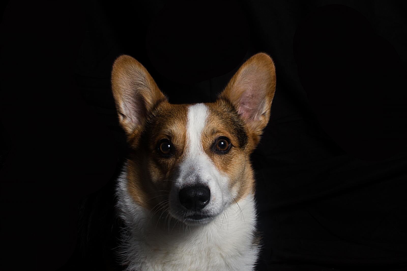 免费照片柯基犬肖像