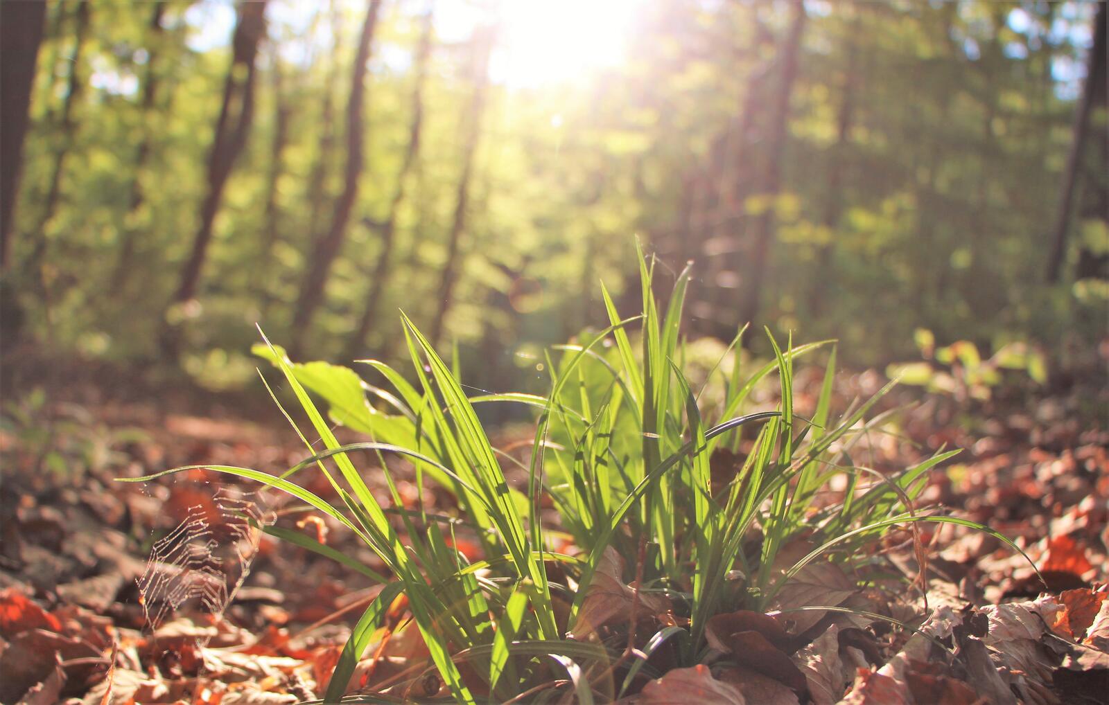 Бесплатное фото Зеленая трава в лесу на рассвете