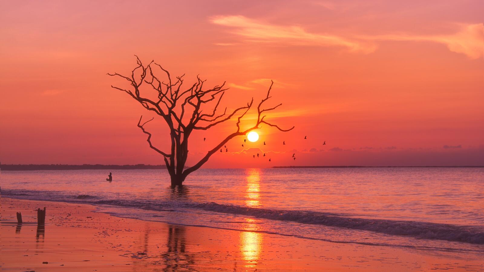 Бесплатное фото Дерево растет в море на берегу