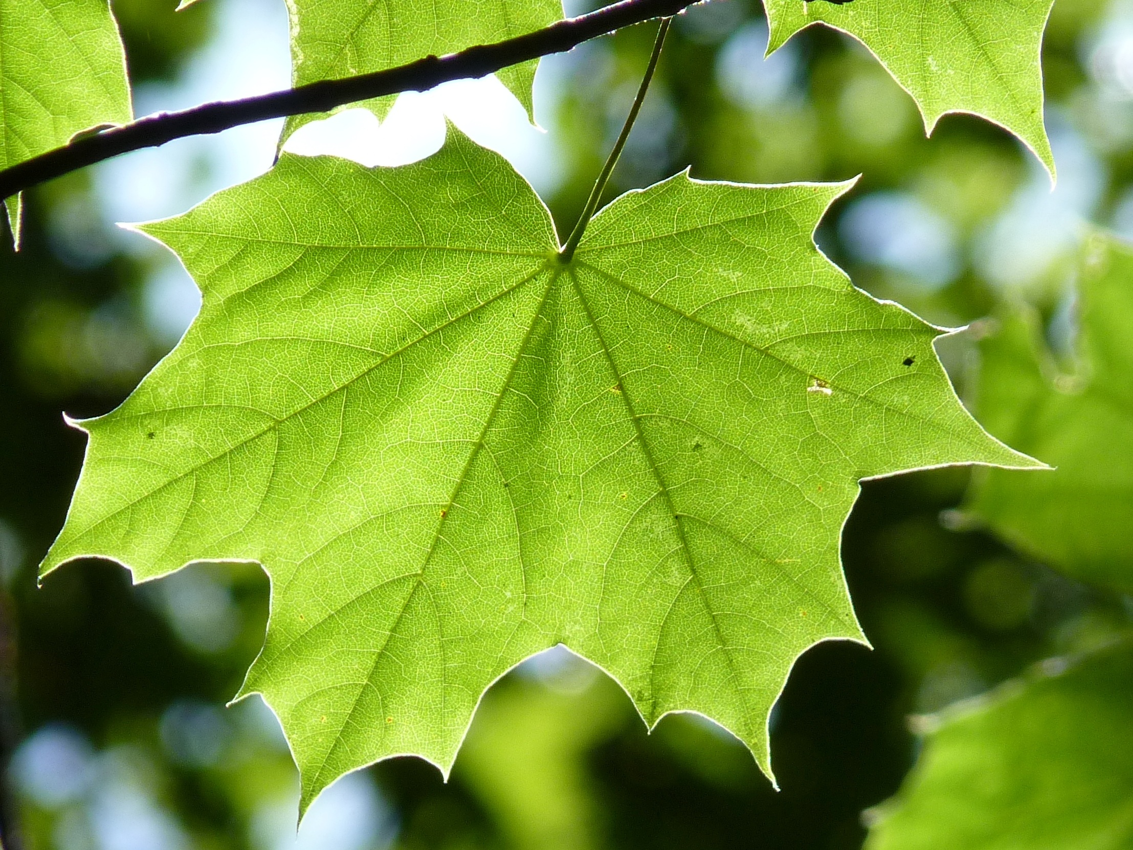 Free photo Green maple leaf