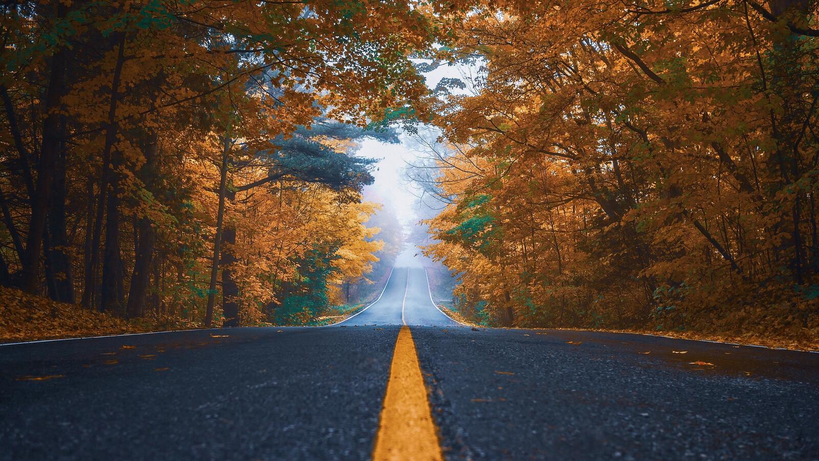 Бесплатное фото Черная асфальтированная дорога вдоль деревьев с желтыми кронами