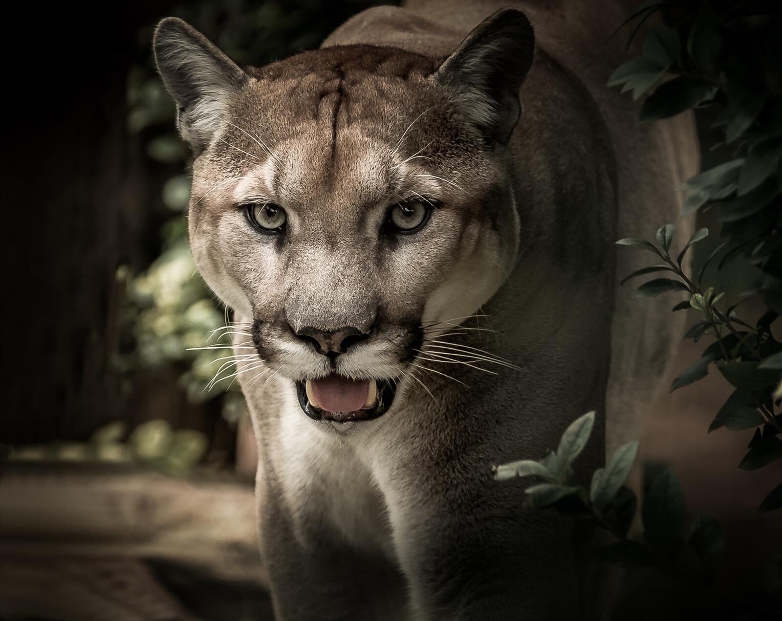 Wallpapers Cougar predator big cat on the desktop