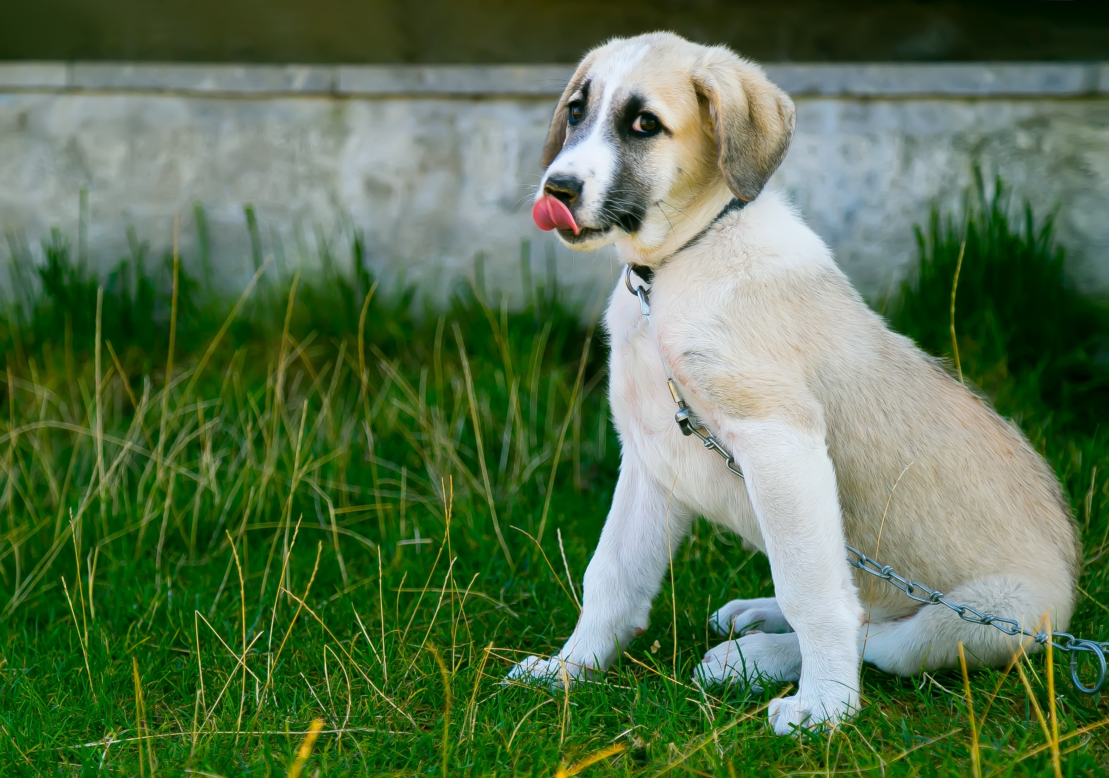Фото бесплатно щенок, трава, облизывается
