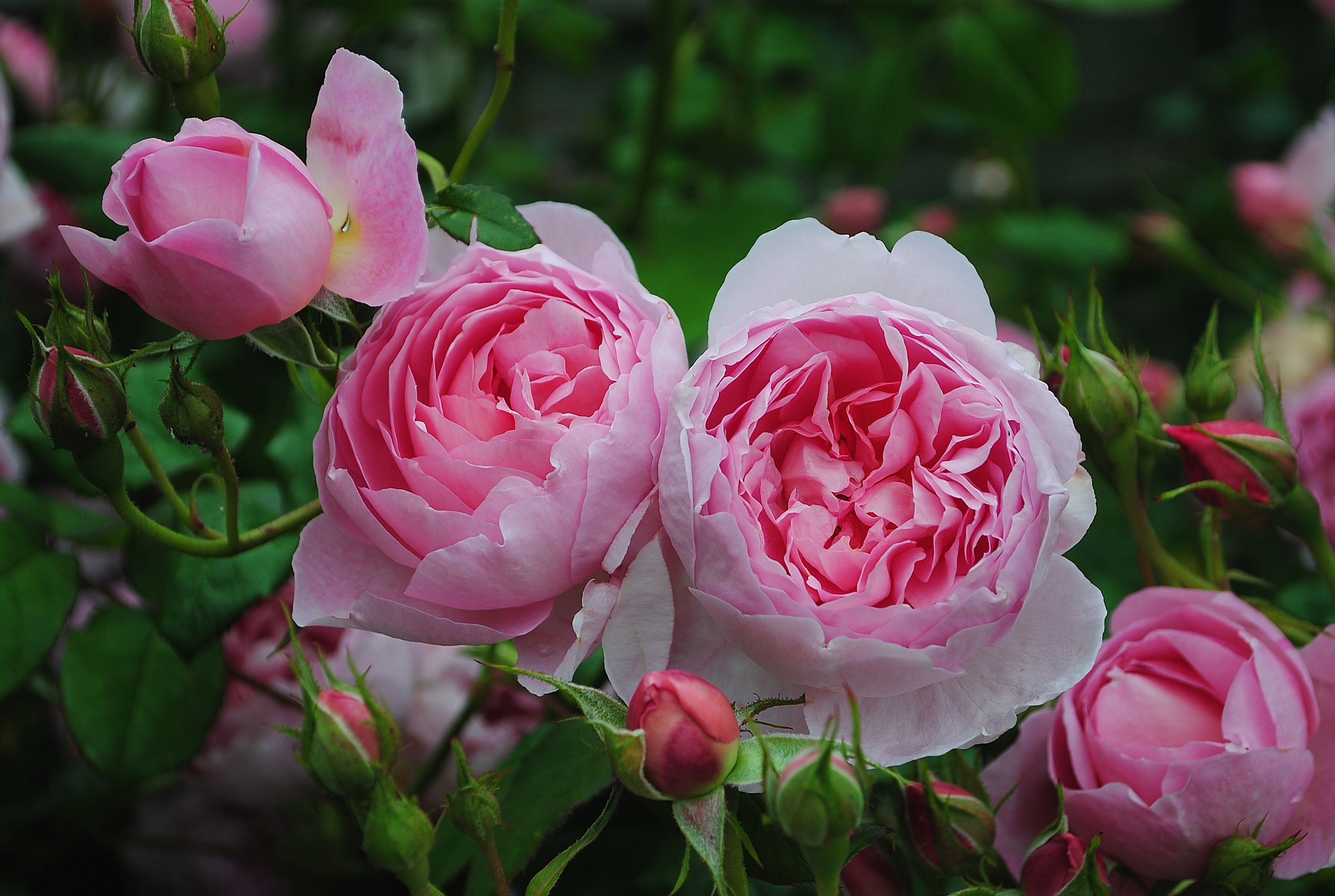 Фото бесплатно маленькие розы, флора, роза
