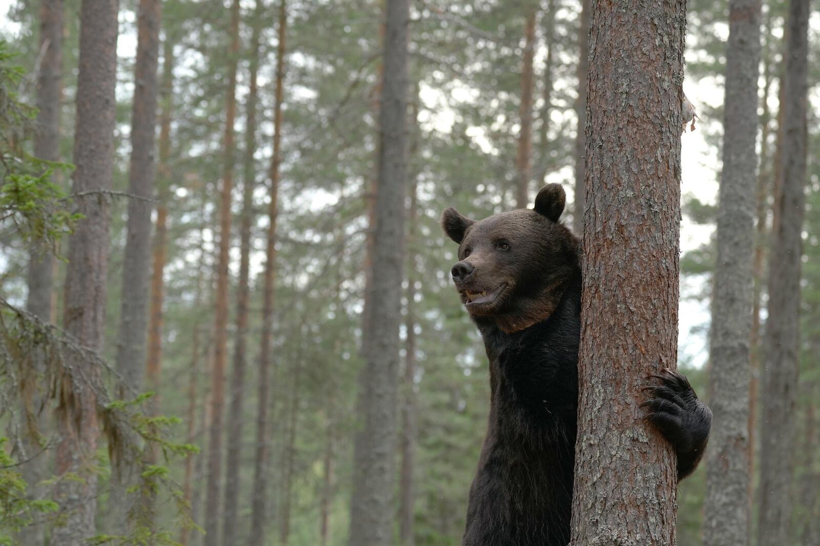 Обои обои медведь хищник лес на рабочий стол