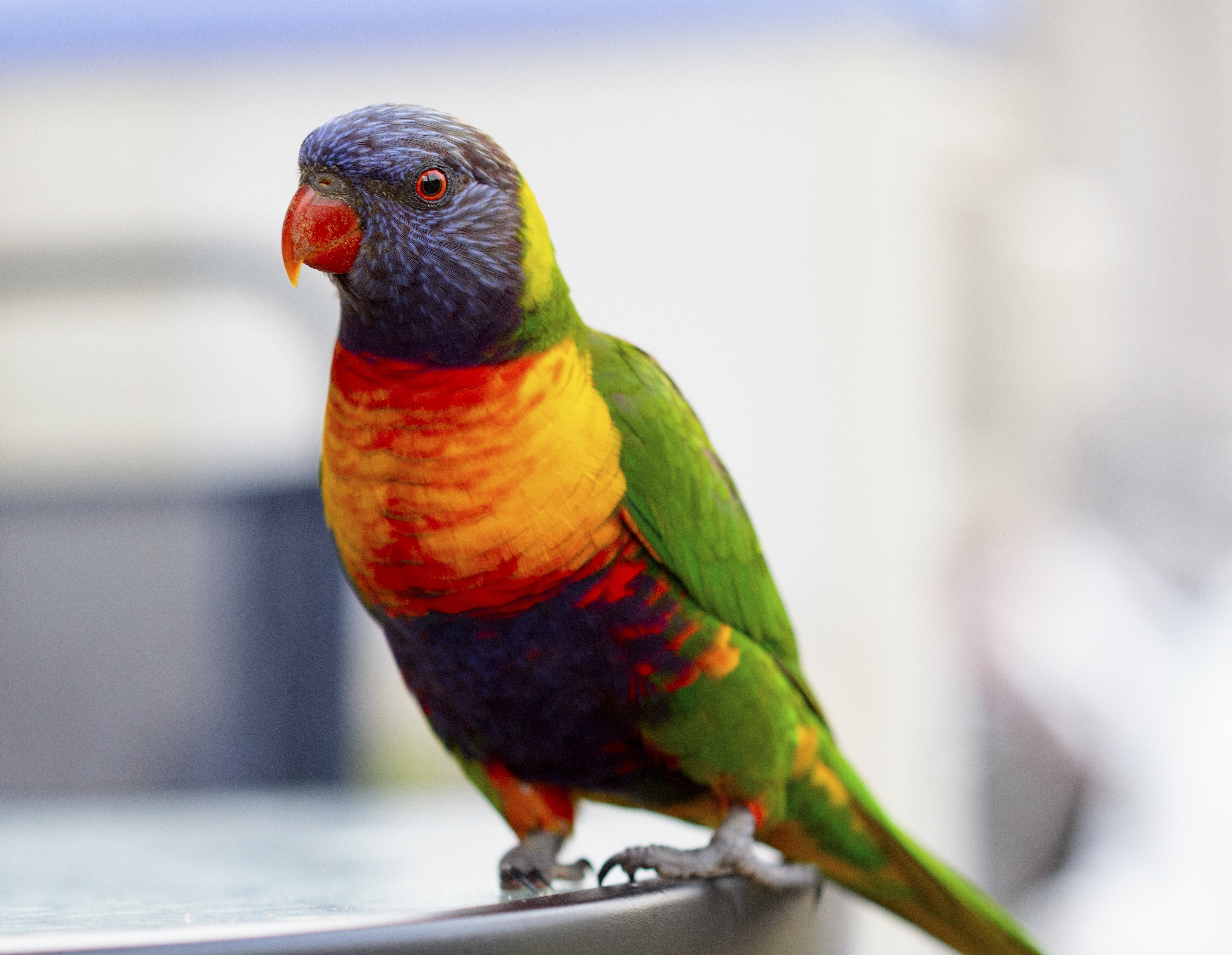 A colored pet parrot