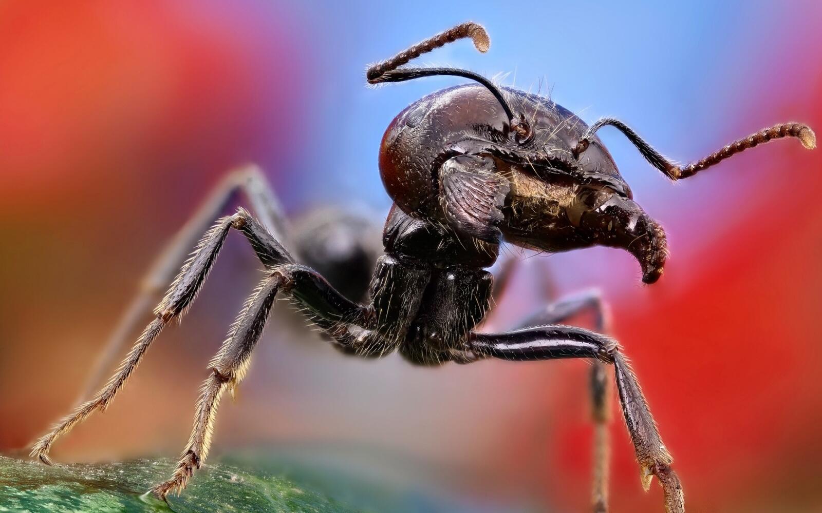 Обои муравей крупным планом макро на рабочий стол