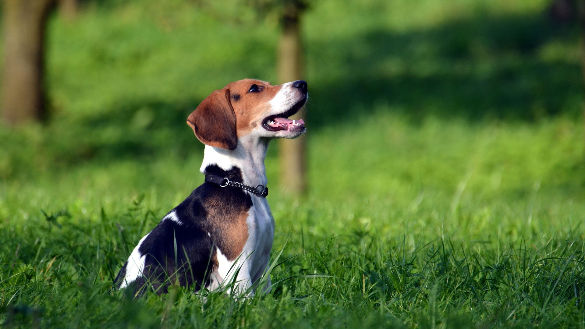 Фото бесплатно трава, собака, ожидания