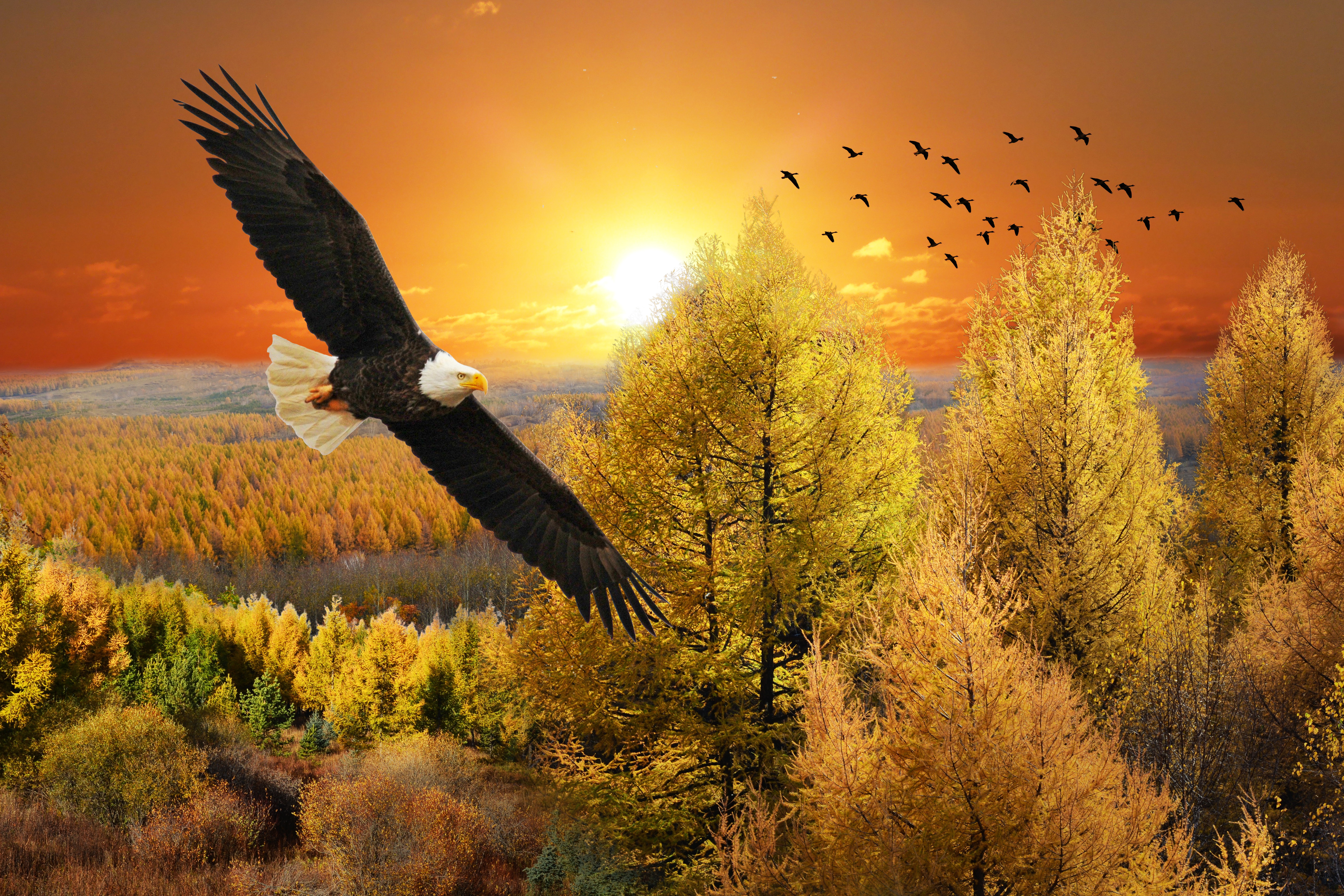 фото орла над горами