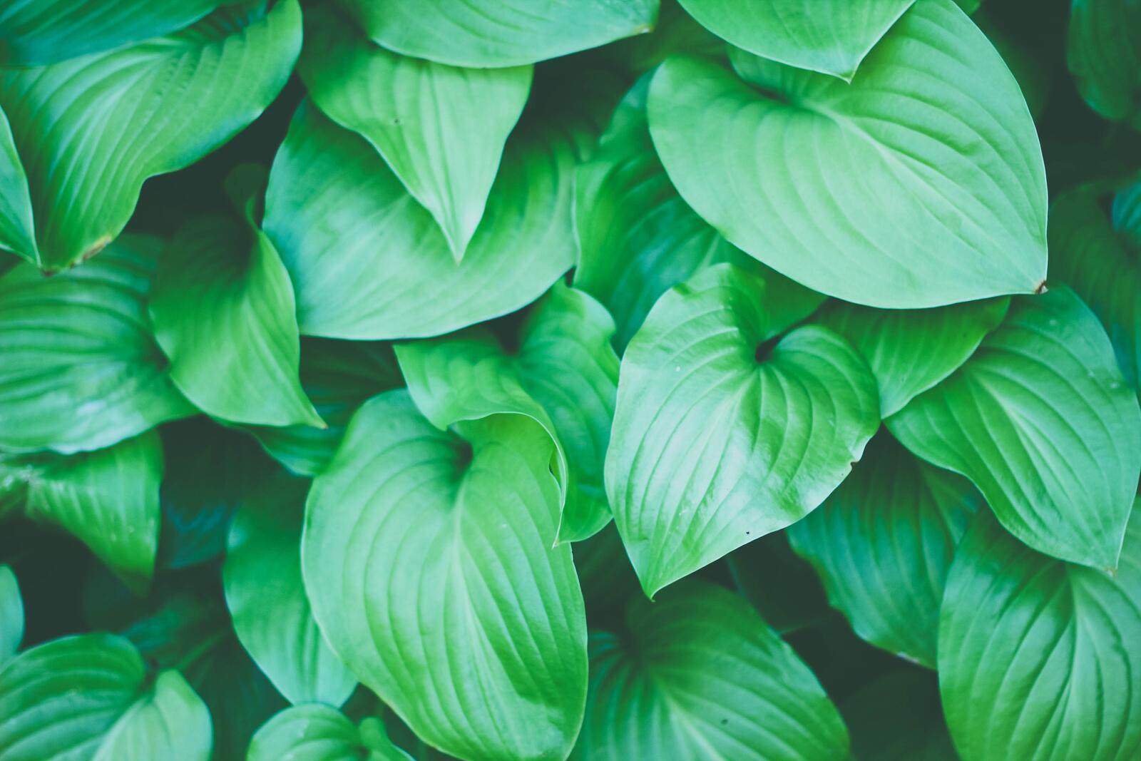 Wallpapers outdoor plant leaf on the desktop