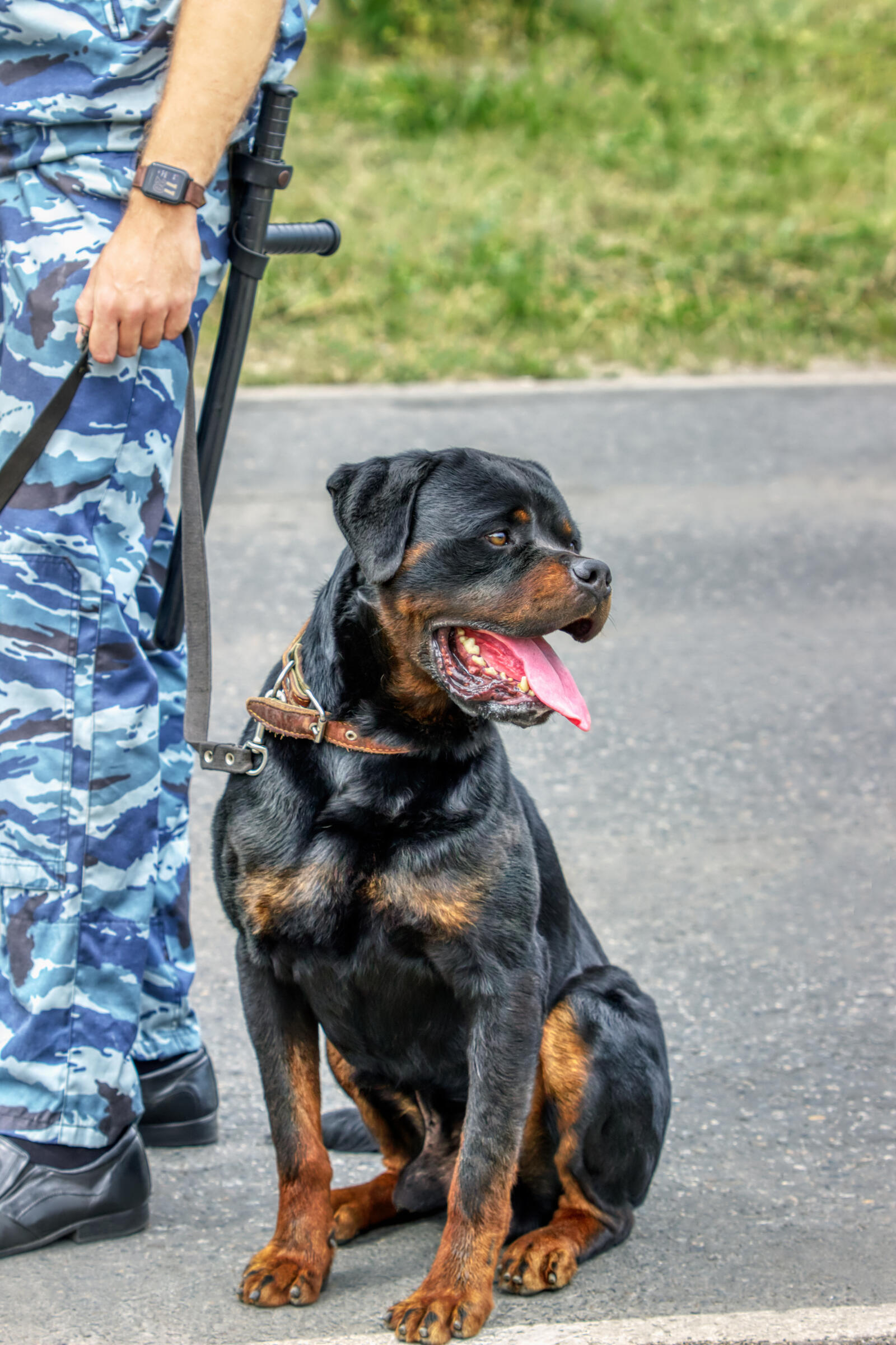 Free photo Rottweiler on guard of order