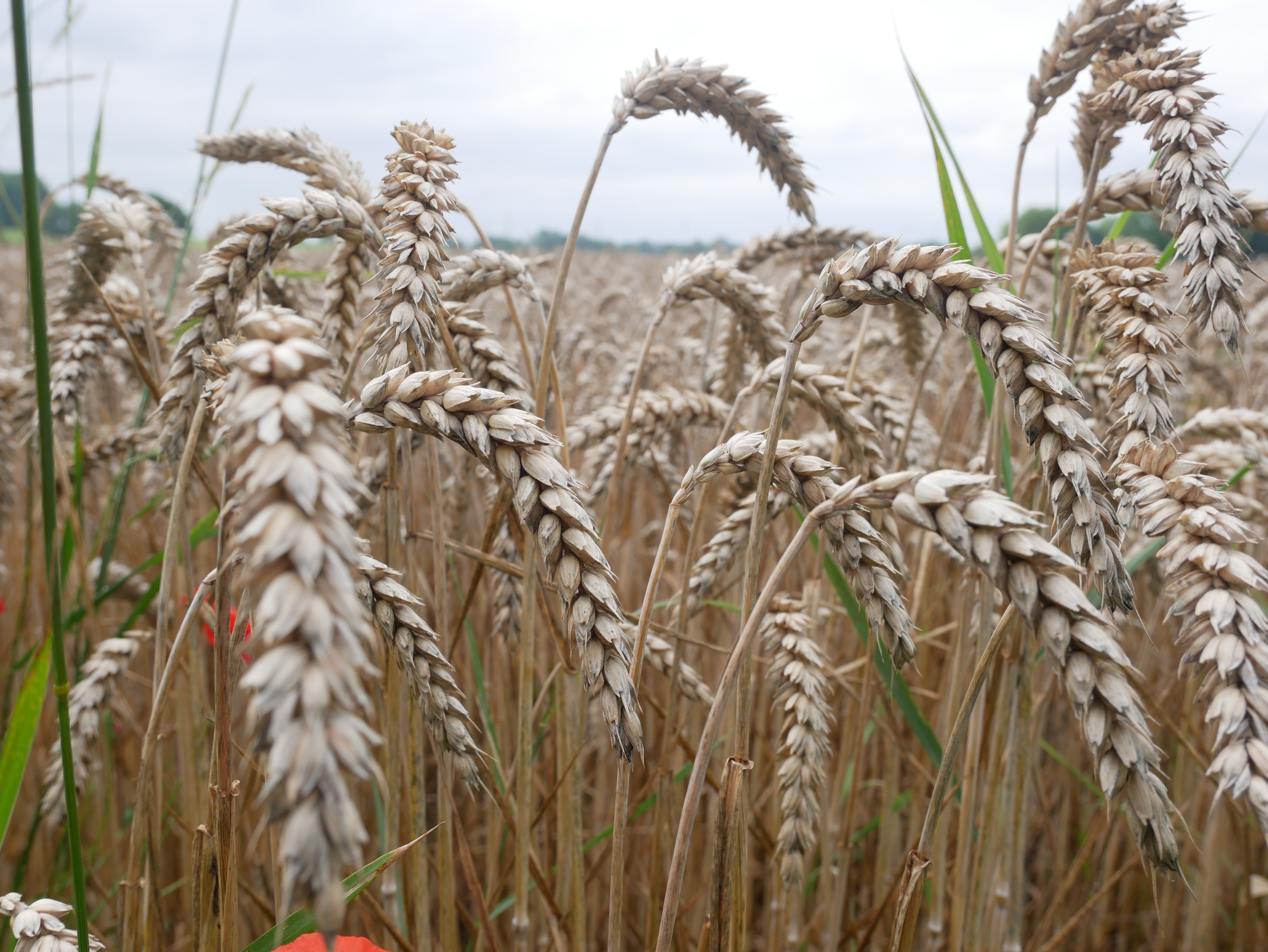 Обои обои пшеничное поле сельское хозяйство растения на рабочий стол