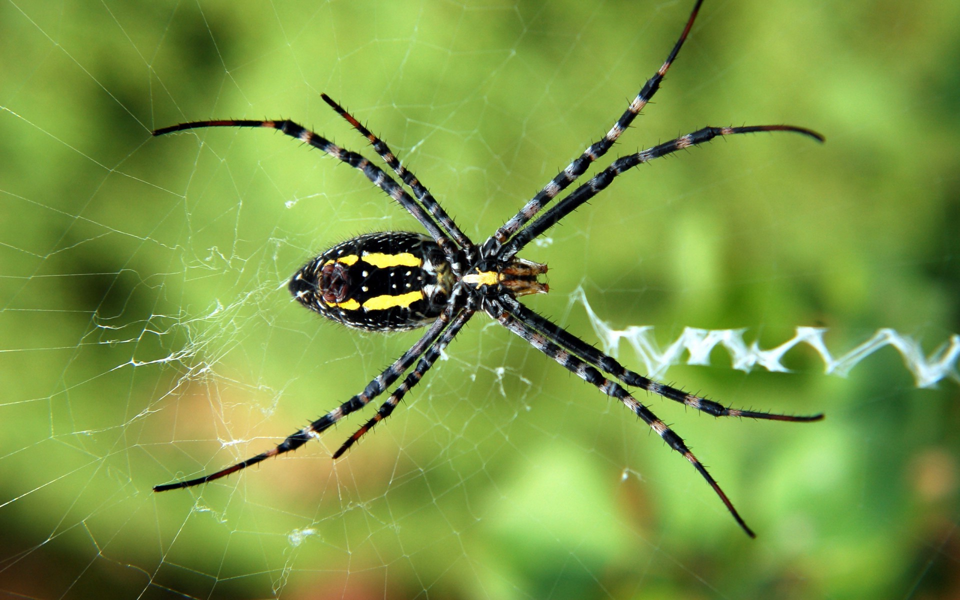 Фото желтый садовый паук насекомое макросъёмка - бесплатные картинки на Fonwall
