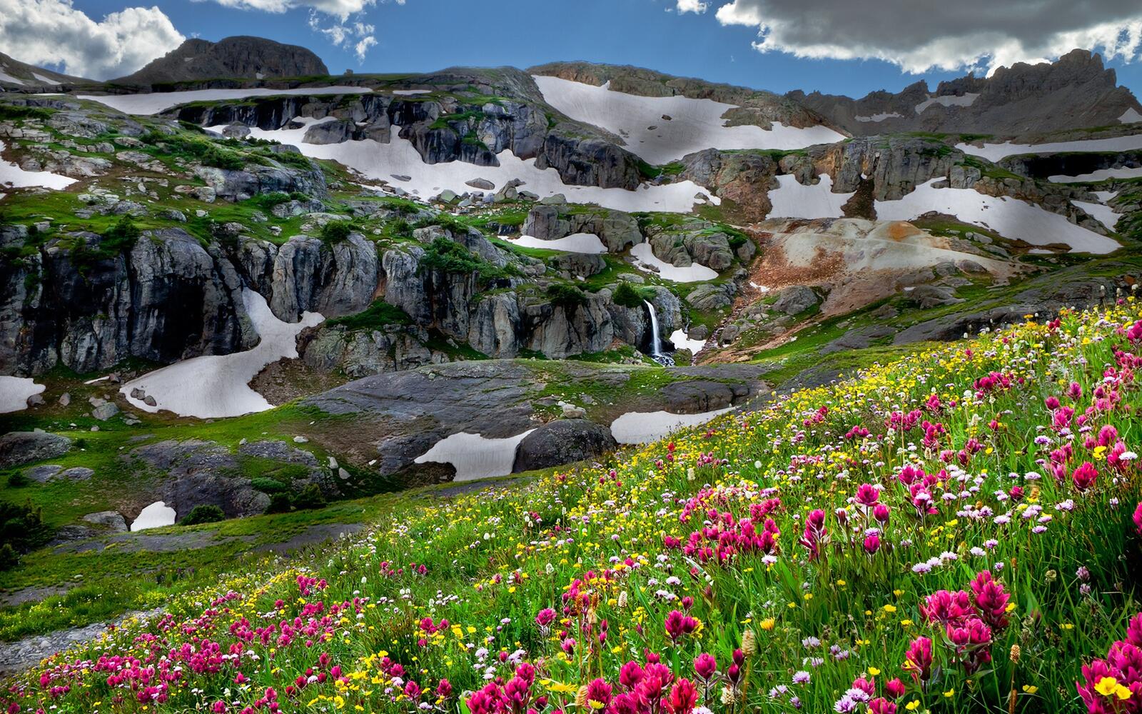 Бесплатное фото Цветы растут на холме у скал