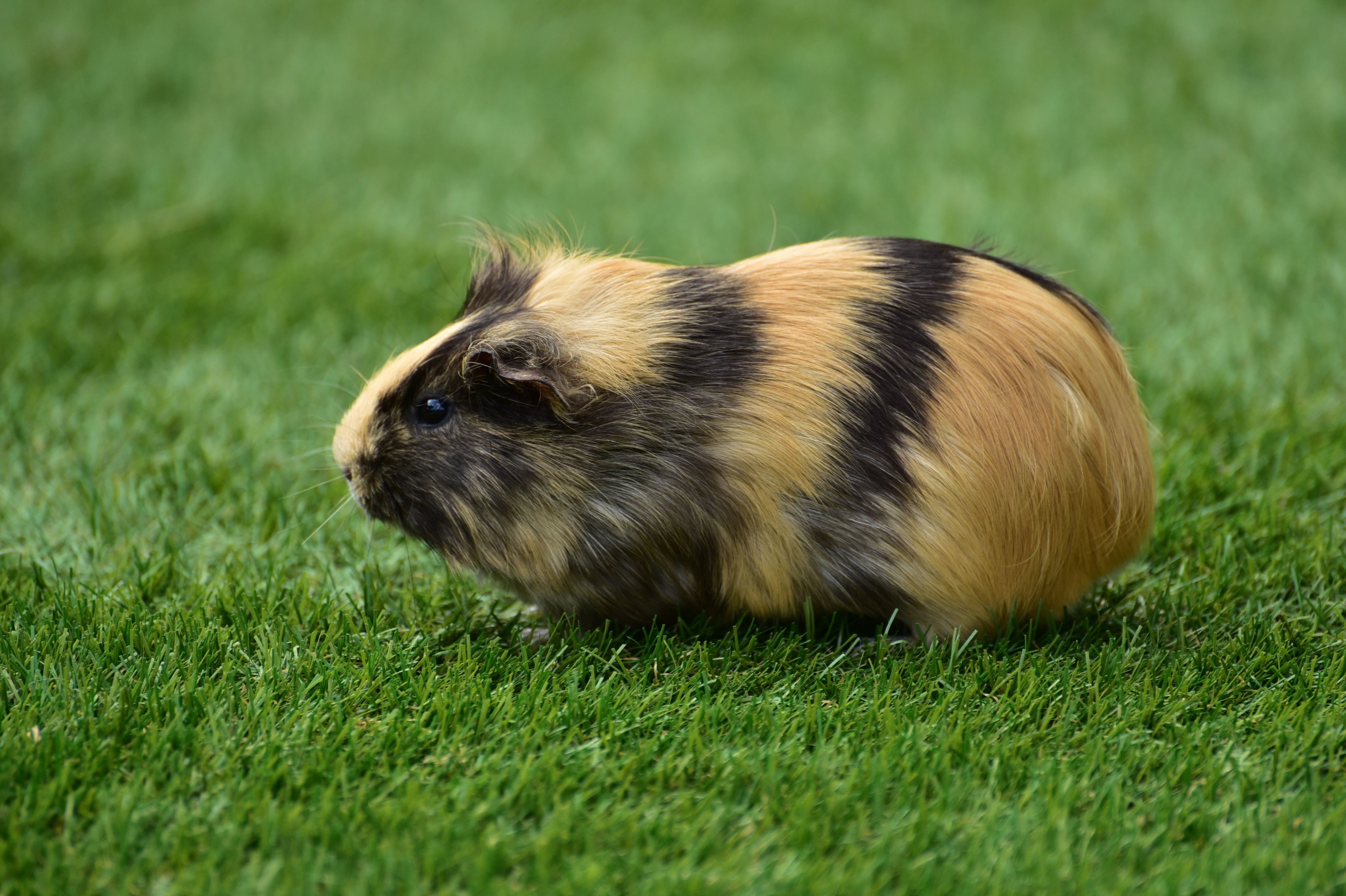 A guinea pig crawls through the green grass