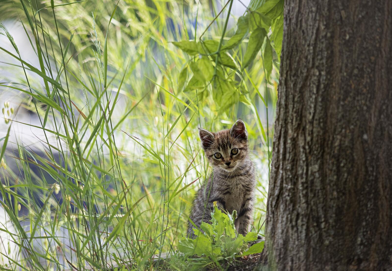 Котёнок позирует в траве у дерева