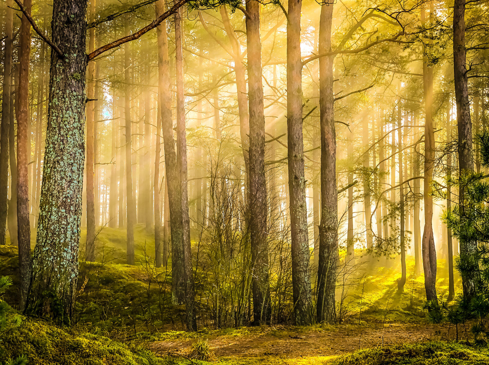 Free photo Download forest, trees wallpaper to your phone for free
