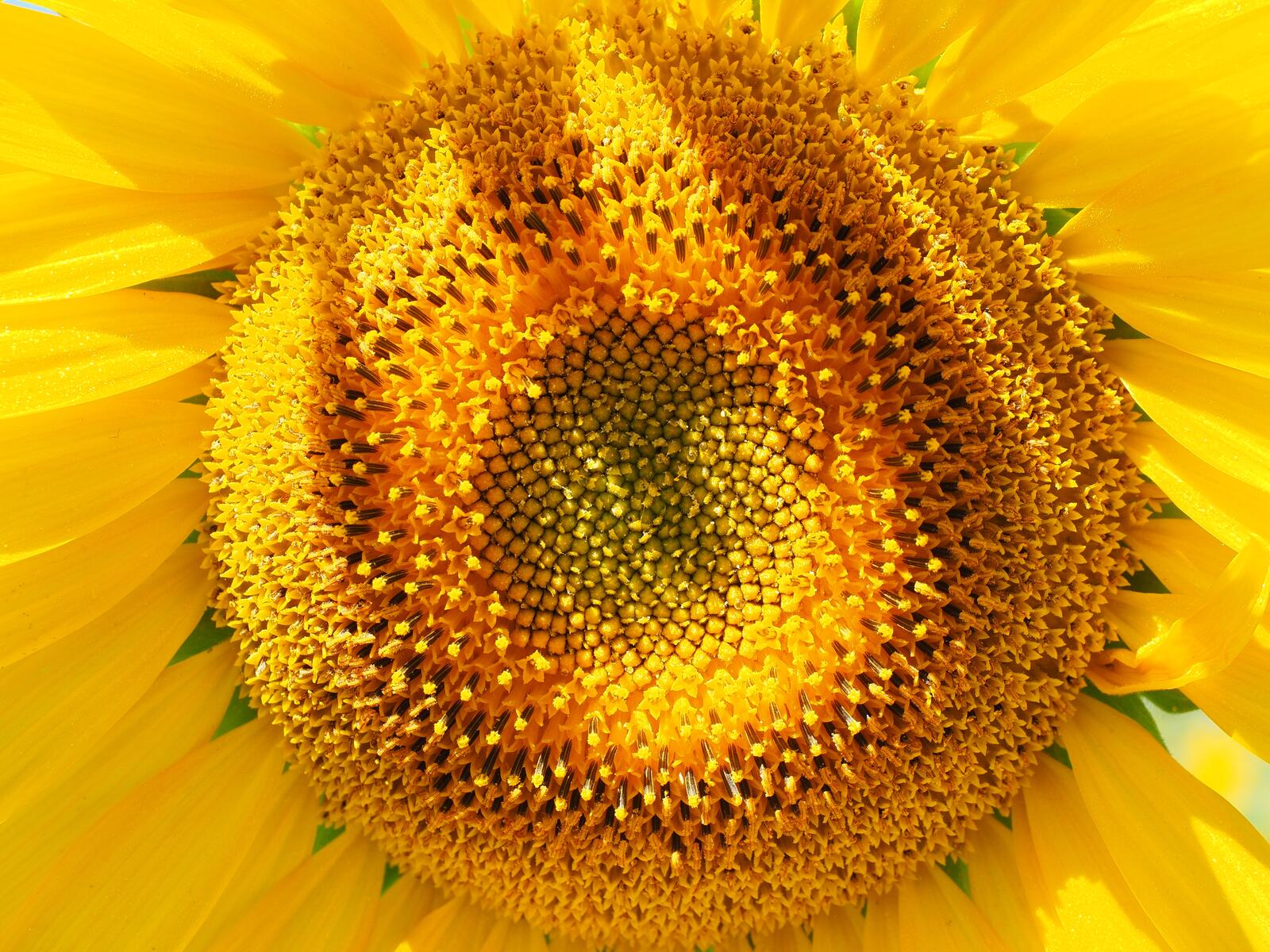 Free photo Sunflower core close-up