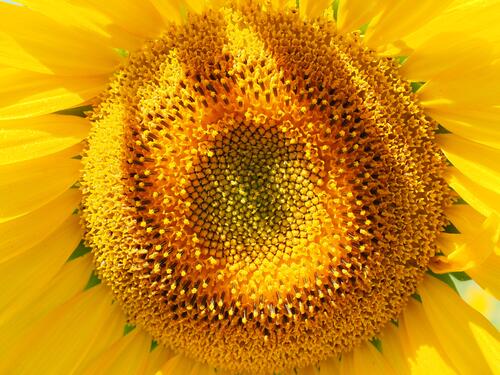 Sunflower core close-up
