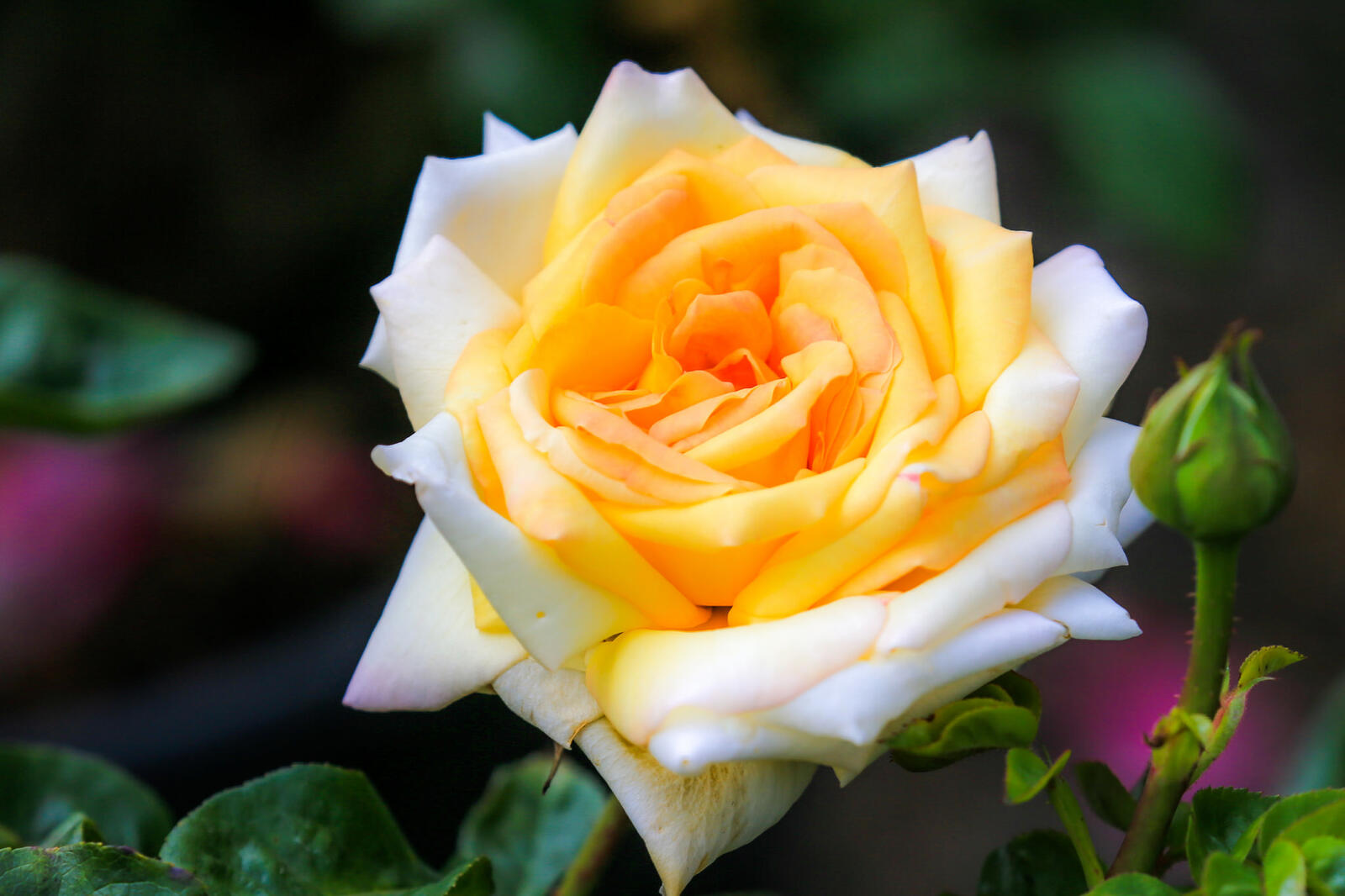 Обои роза флора красочно на рабочий стол